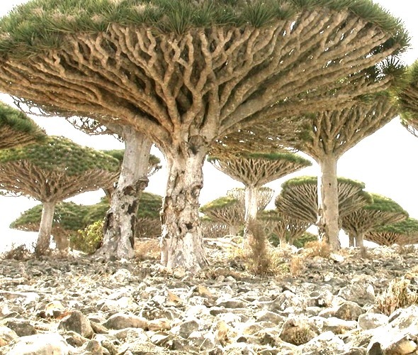 Dragons Blood Tree, Socotra Island, Yemen