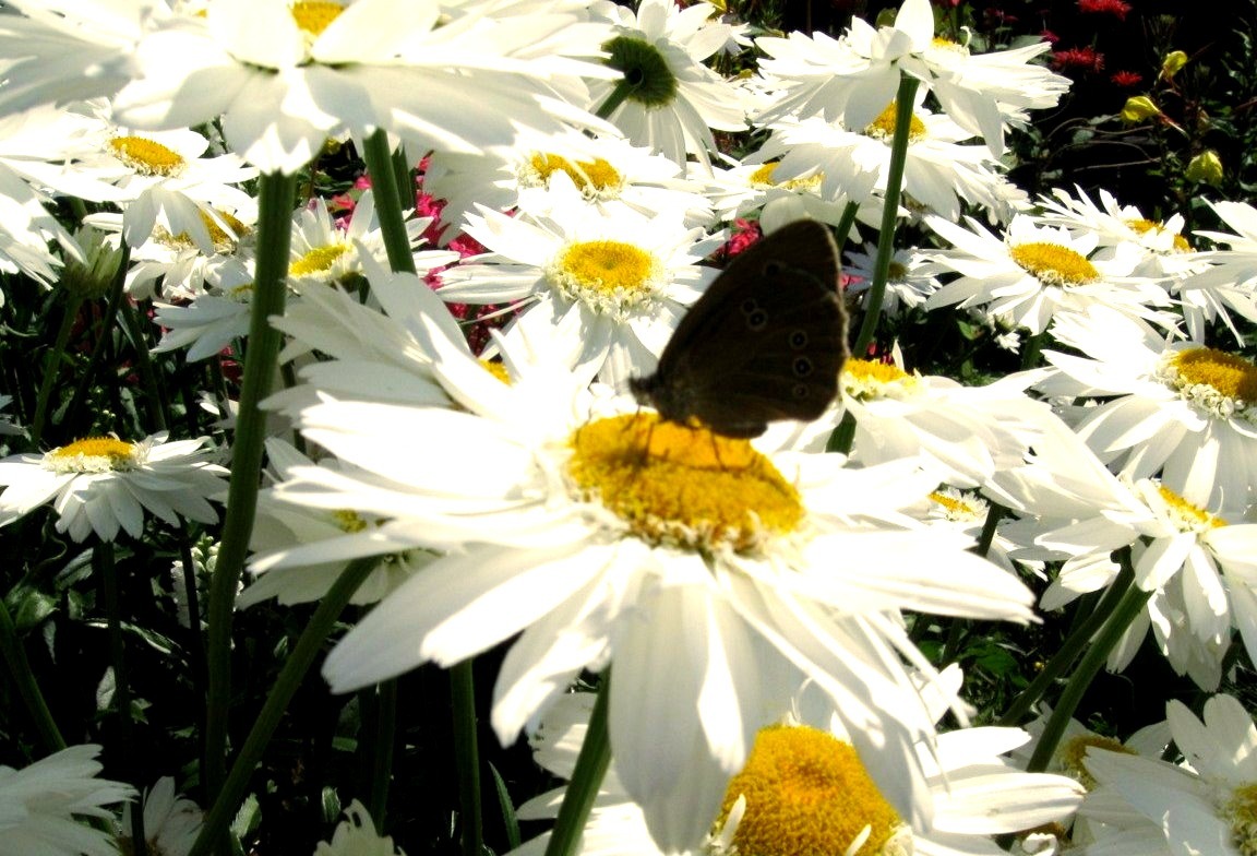 Butterfly on a daisy. Photo done by me, summer of 2010 in my hometown.