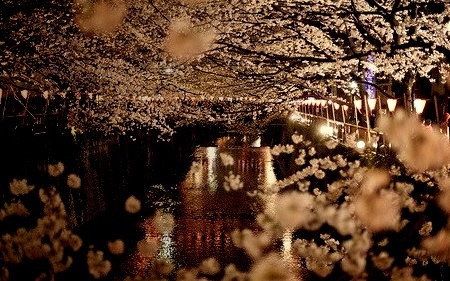 Cherry Blossom River, Sakura, Japan