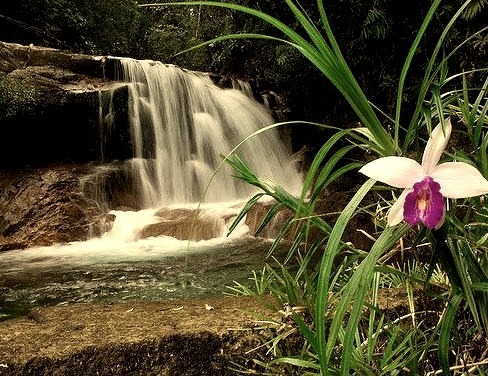 by hjxkarim on Flickr.Chemerong Waterfall and a bamboo orchid in Sarawak, Malaysia.