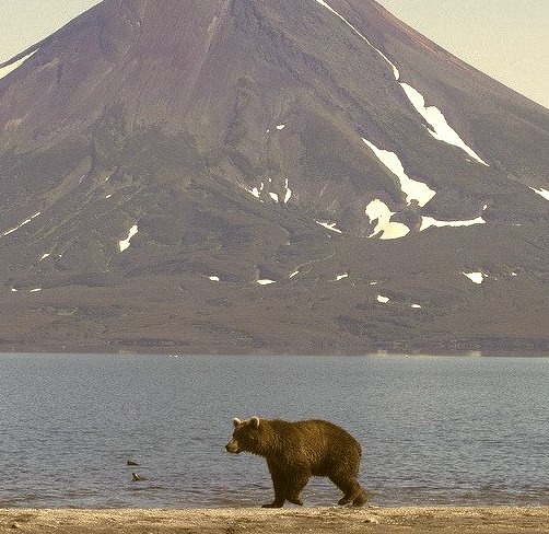 Brown bear walking in front of the volcano at Kurilskoye lake, Kamchatka, Russia