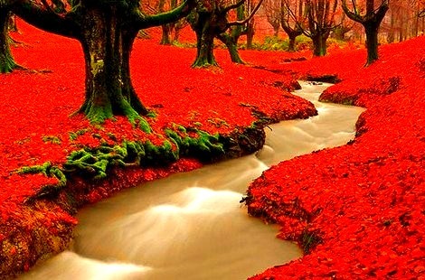 Red Autumn Woods, Madeira, Portugal