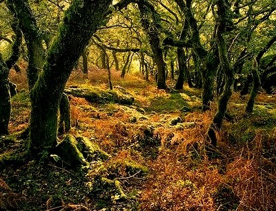 Enchanted Forest, Dartmoor, Devon, England