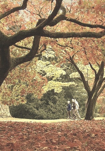 Autumn colours at Westonbirt Arboretum in Gloucestershire, England