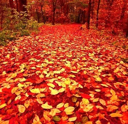 Autumn Forest Path, Finland