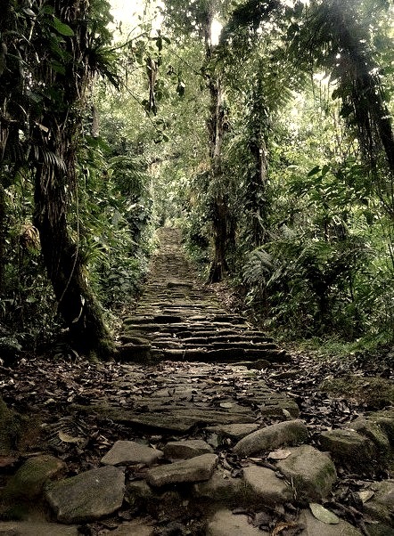 Jungle stairs to Ciudad Perdida, Colombia
