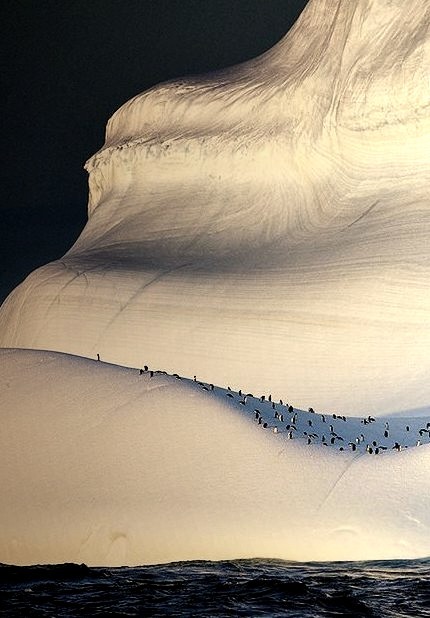 Penguins cruising on an iceberg, Antarctica