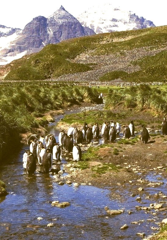 Moulting King Penguins standing in a cold stream at Salisbury Plain, South Georgia Island