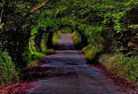 Tree Tunnel, Derry, Ireland